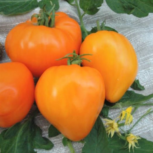 Томат индетерминантный Оранжевое сердце, 1г семян