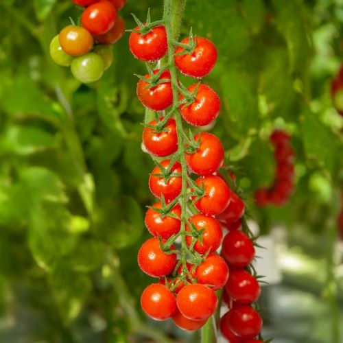 Томат-черри Саппоро F1, 5шт семян