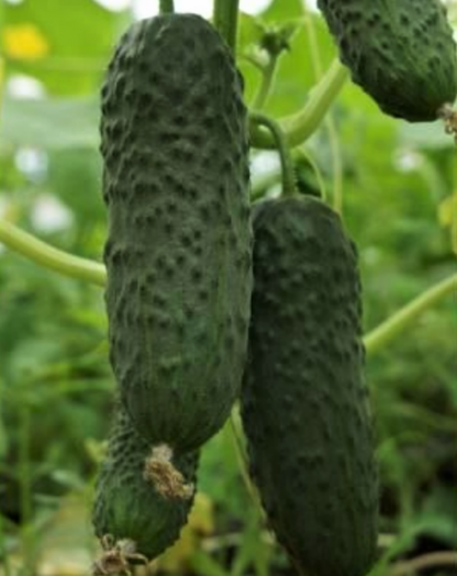 Огурец партенокарпический Марс F1, 50шт семян