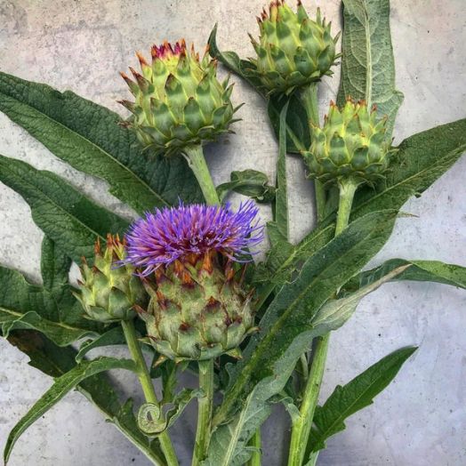 Артишок испанский (Cynara cardunculus) Porto Spineless, 2,5г семян
