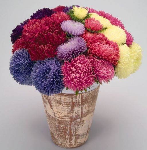 Астра китайская (Callistephus chinensis) Gala Mix, 250 семян