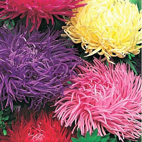 Астра китайская (Callistephus chinensis) Krallen Mix, 1г семян