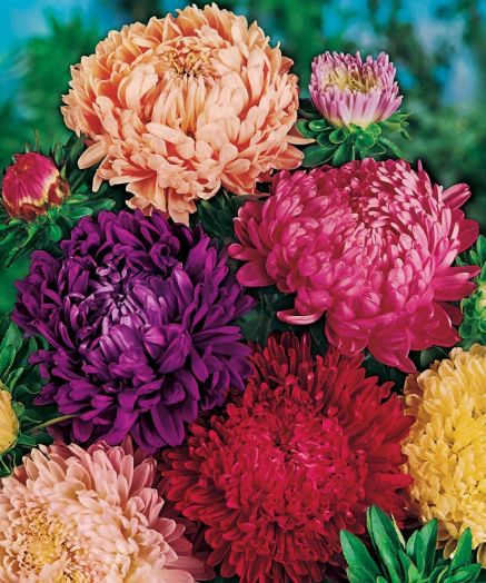 Астра китайская (Callistephus chinensis) Paeony Mixed, 1г семян