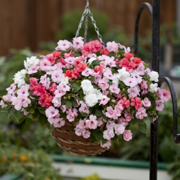 Бальзамин Уоллера (Impatiens walleriana) Athena Mix, 50 семян