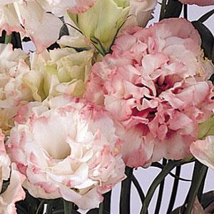 Эустома(Лизиантус) махровая (Eustoma grandiflorum) Abc Rose Rim, 100 драже