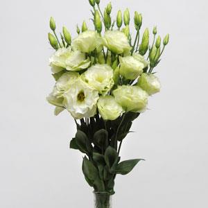 Эустома(Лизиантус) махровая (Eustoma grandiflorum) Abc Green, 100 драже
