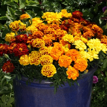 Бархатцы отклоненные (Tagetes patula) Alumia Mix, 250 семян
