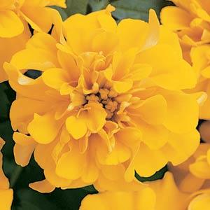Бархатцы отклоненные (Tagetes patula) Bonanza Gold, 100 семян
