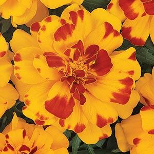Бархатцы отклоненные (Tagetes patula F1) Durango Bolero, 250 семян