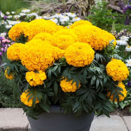 Бархатцы прямостоячие (Tagetes erecta) Big Top Gold, 100 семян