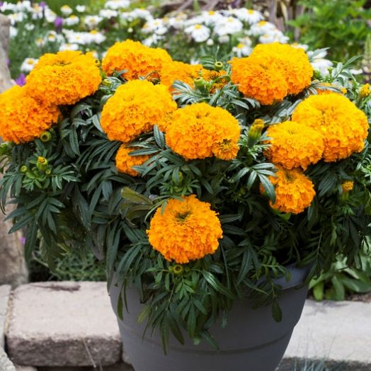 Бархатцы прямостоячие (Tagetes erecta) Big Top Orange, 100 семян
