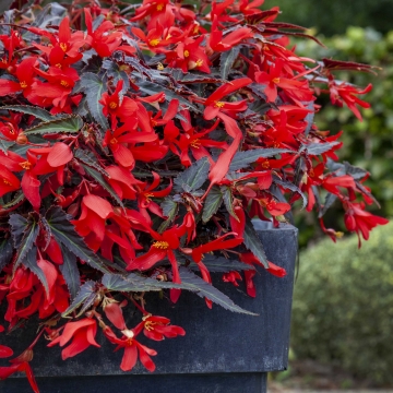 Бегония боливийская (Begonia boliviensis) Bossa Nova Night Fever Rosso, 25 драже