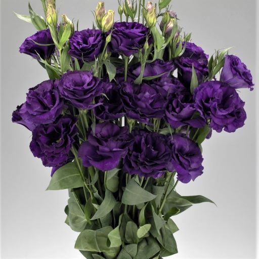 Эустома(Лизиантус) махровая (Eustoma grandiflorum) Advantage Purple, 50 драже
