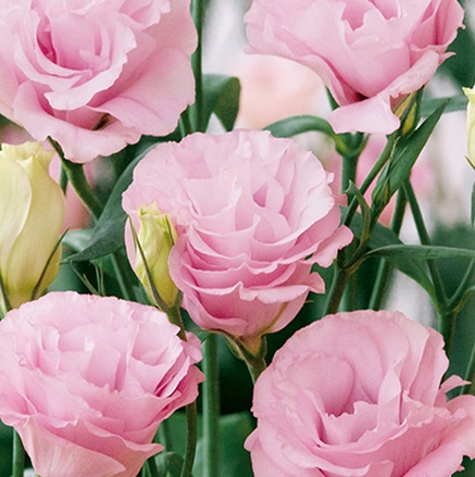 Эустома(Лизиантус) махровая (Eustoma grandiflorum) Advantage Pink, 50 драже