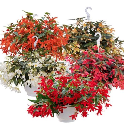 Бегония боливийская (Begonia boliviensis) Groovy Mix, 25 драже