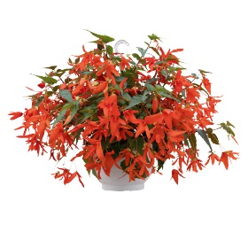 Бегония боливийская (Begonia boliviensis) Groovy Orange, 25 драже
