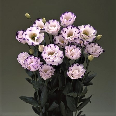 Эустома(Лизиантус) махровая (Eustoma grandiflorum) Arena Blue Picotee, 50 драже