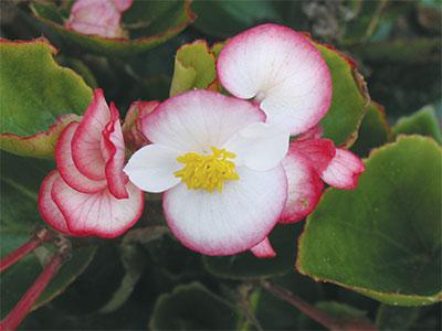 Бегония вечноцветущая (Begonia semperflorens) Ambassador F1 Bicolour, 250 драже