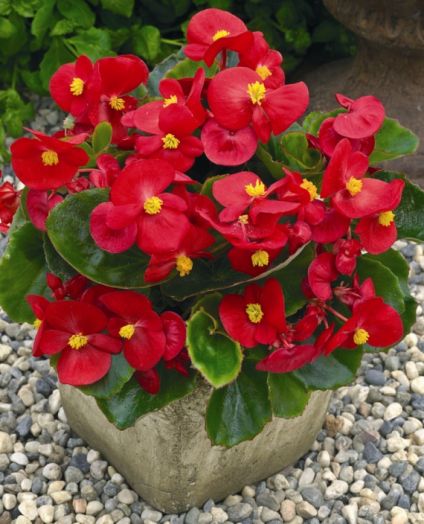 Бегония вечноцветущая (Begonia semperflorens) Bada Bing Scarlet, 250 драже