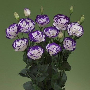 Эустома(Лизиантус) махровая (Eustoma grandiflorum) Arena Purple Picotee, 50 драже