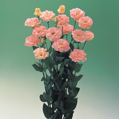 Эустома(Лизиантус) махровая (Eustoma grandiflorum) Arena Champagne, 50 драже