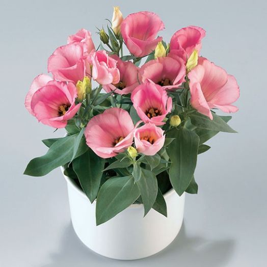 Эустома(Лизиантус) (Eustoma grandiflorum) Carmen Rose, 50 драже