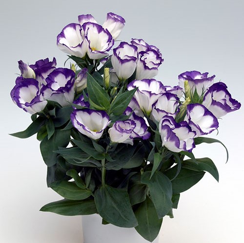 Эустома(Лизиантус) (Eustoma grandiflorum) Carmen Blue Rim, 50 драже