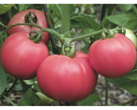 Томат детерминантный ТОРБЕЙ F1, 500 семян