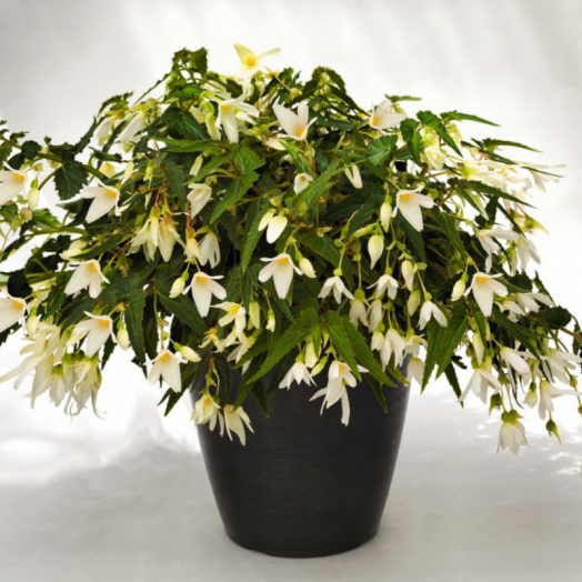 Бегония боливийская (Begonia boliviensis) Santa Barbara, 25 драже