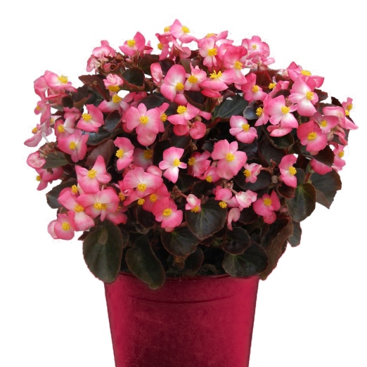 Бегония вечноцветущая (Begonia semperflorens) Senator Rose Bicolour F1 , 250 драже