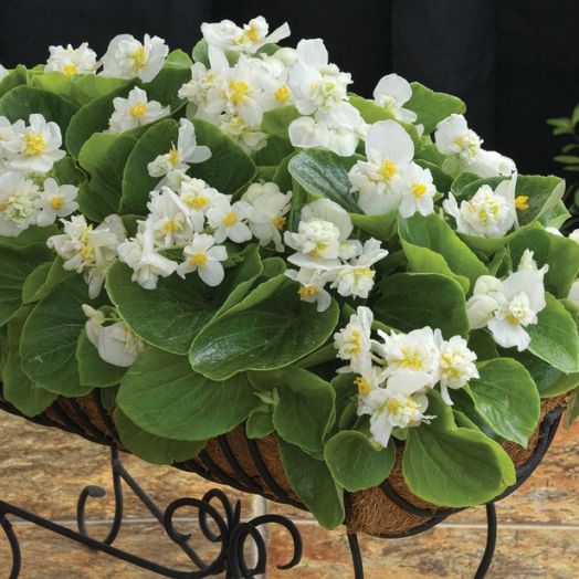 Бегония вечноцветущая полумахровая (Begonia semperflorens) Fiona White, 25 драже