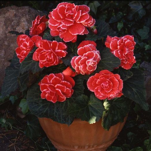 Бегония клубневая (Begonia tuberosa) Amerihybrid Picotee Lace Red, 25 драже