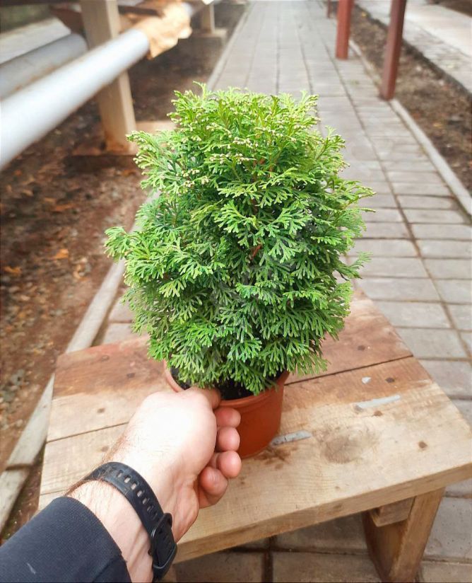 Туя (Комнатная) карликовая
