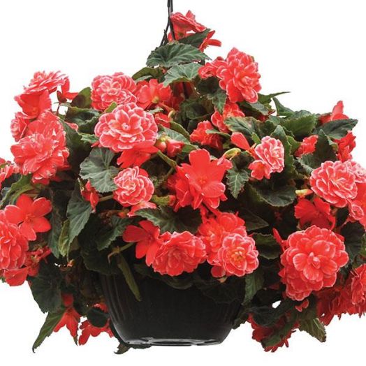 Бегония клубневая (Begonia tuberosa) On Top Melon Lace, 25 драже