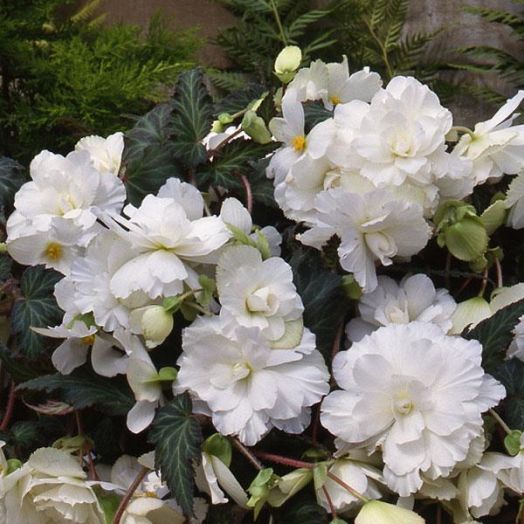Бегония клубневая каскадная (Begonia tuberosa) Sun Dancer White, 25 драже