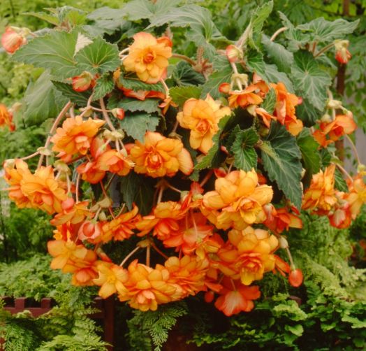 Бегония клубневая каскадная (Begonia tuberosa) Sun Dancer Yellow Red Picotee, 25 драже