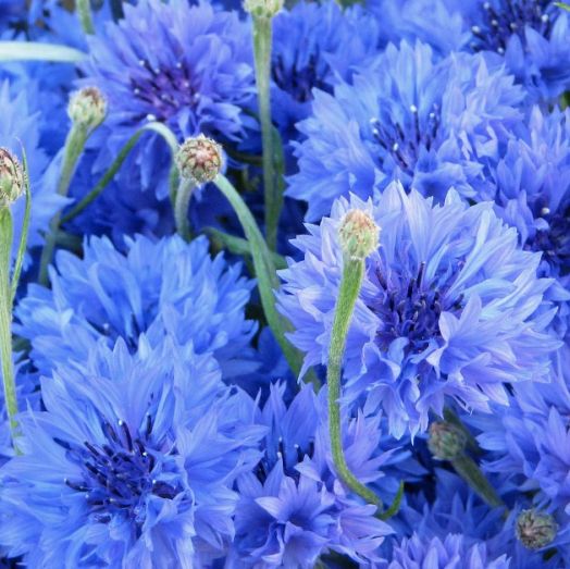 Василек синий (Centaurea cyanus) Blue Ball, 1г семян