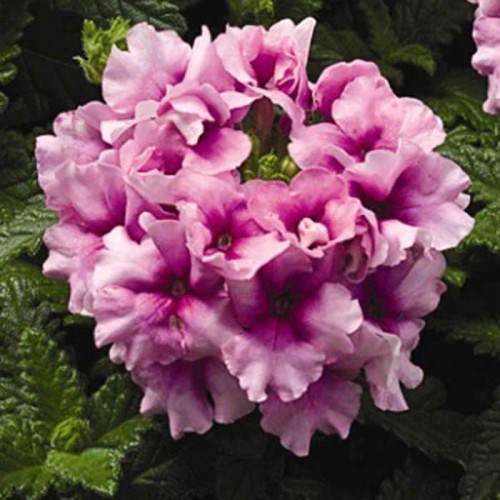 Вербена гибридная (Verbena hybrida) Tuscany Orchid Frost, 50 семян