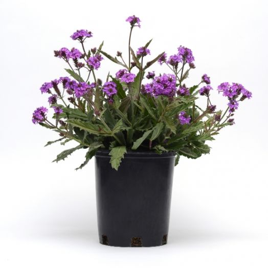 Вербена жёсткая (Verbena rigida) Santos Purple, 100 семян