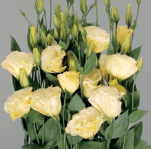 Эустома(Лизиантус) махровая (Eustoma grandiflorum) Super Magic Yellow, 50 драже