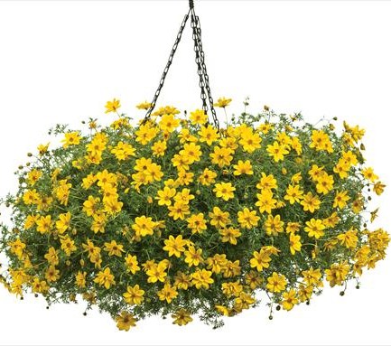 Череда золотистая (Bidens aurea) Golden Yellow, 0,5г семян