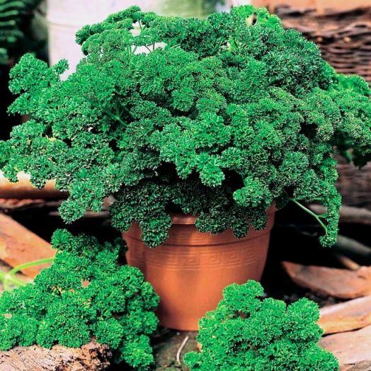 Петрушка листовая МООСКРАУЗЕ 2, 100г семян