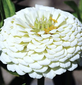 Цинния изящная (Zinnia elegans) Polar Bear, 2,5г семян