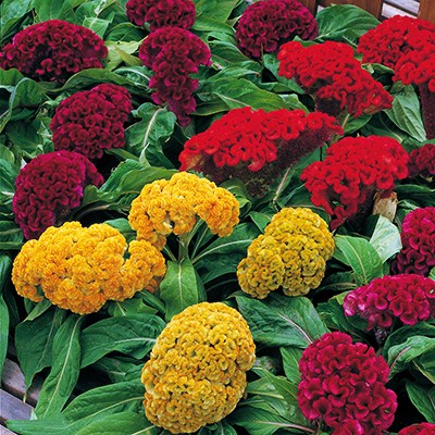 Целозия гребенчатая (Celosia cristata) Armor Mix, 250 семян