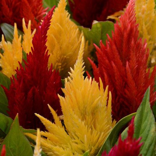 Целозия перистая (Celosia plumosa) First Flame Mix, 250 драже