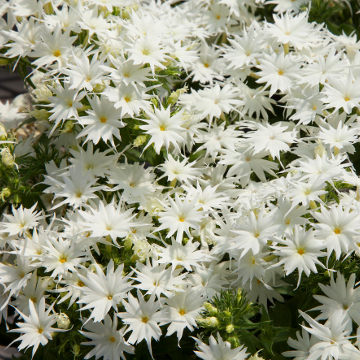 Флокс друммонда (Phlox drummondii) Popstars White, 50 семян