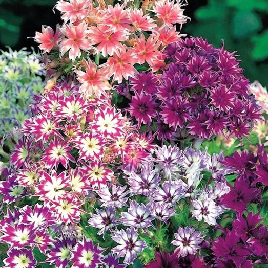 Флокс Друммонда	(Phlox drummondii) Twinkling Beauty Mixed, 1г семян