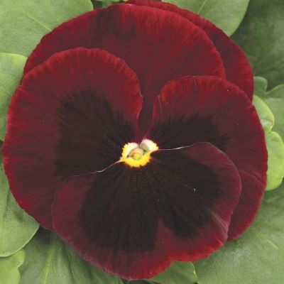 Виола виттрока (Viola wittrockiana) Mammoth Big Red, 100шт семян