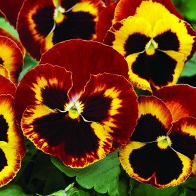 Виола виттрока (Viola wittrockiana) Mammoth On Fire, 100 семян