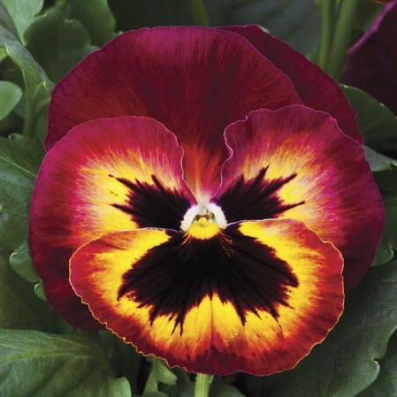 Виола виттрока (Viola wittrockiana) Mammoth Sangria Punch, 100 семян